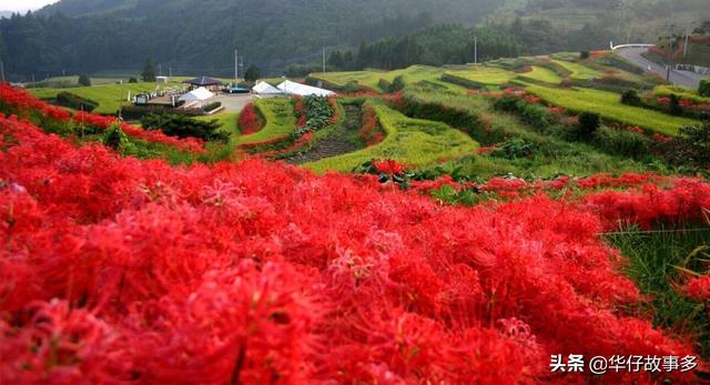 铃兰花正在日本各地盛开 今日热点