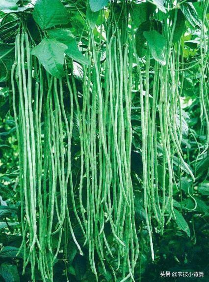 豆角化花是怎么回事