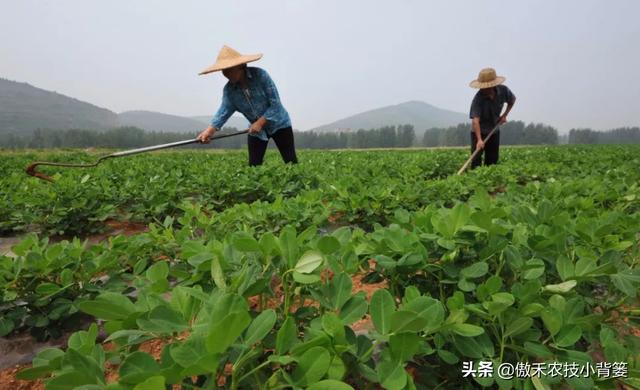 夏季多雨花生容易爆发叶斑病，掌握技巧早防早治确保高产8