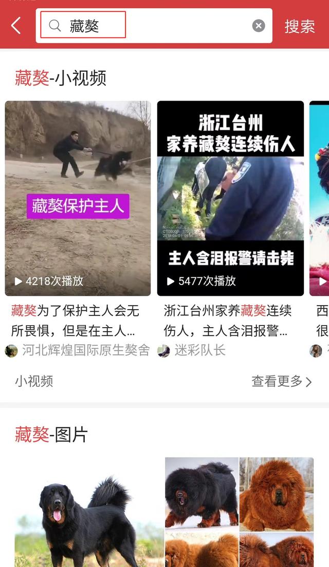 藏獒犬图片