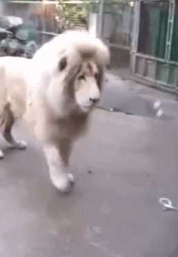 很不错的搞笑动图：耗子陪猫，挣钱不要命了