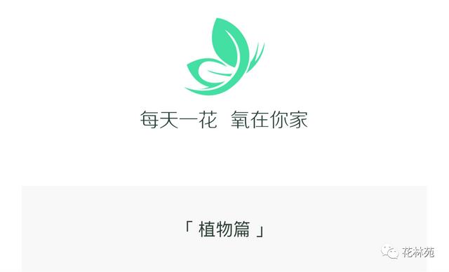 佛手的功效与作用 佛手的功效与作用（佛手的功效与作用及食用方法） 生活