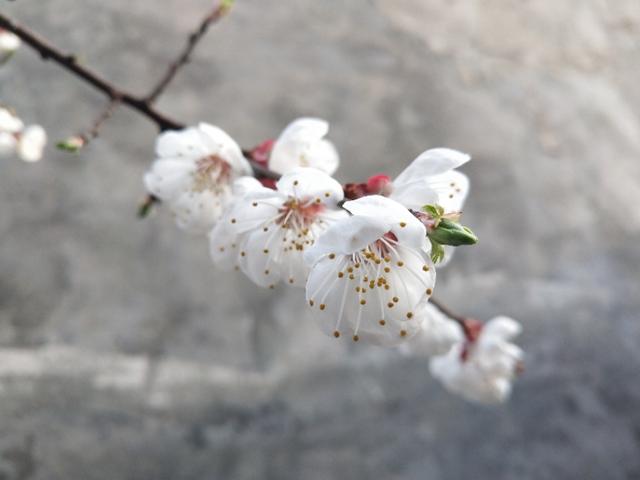 鸡的住处称（鸡的住处称什么）