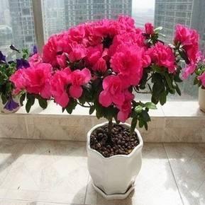 杜鹃花养殖
