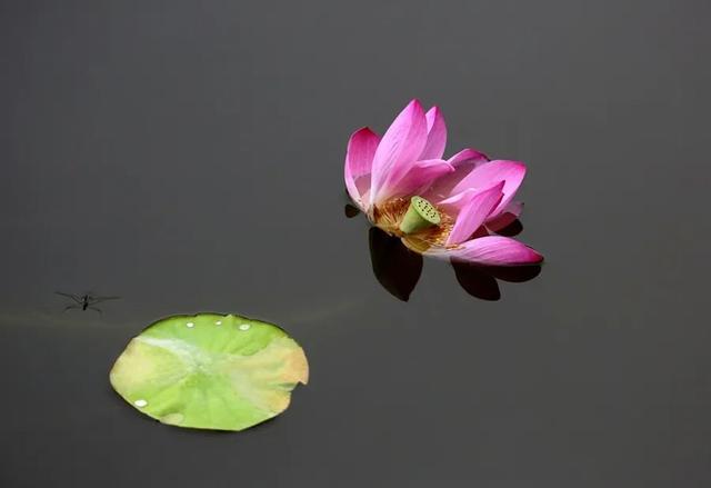 关于荷花的资料 关于荷花的资料（关于荷花的资料大全） 生活