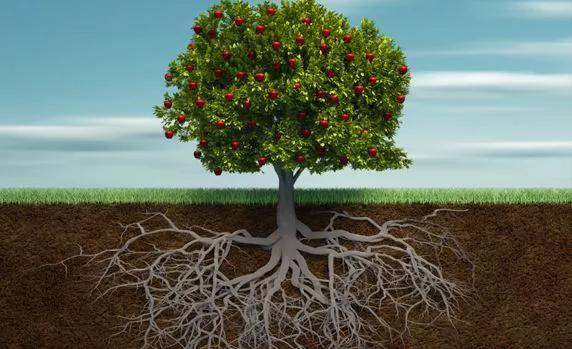 向下扎根向上生长向上生长向下扎根