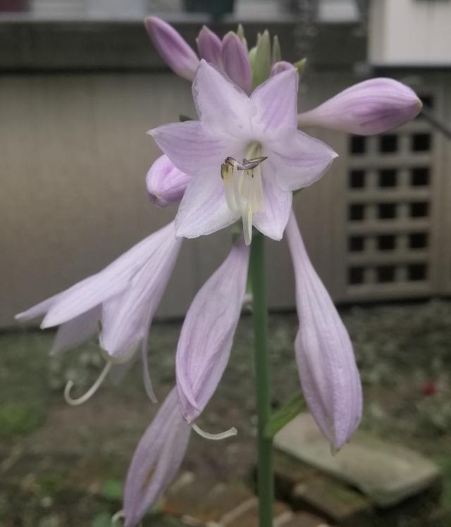 玉簪花 玉簪花  玉簪花的养殖方法和注意事项 生活