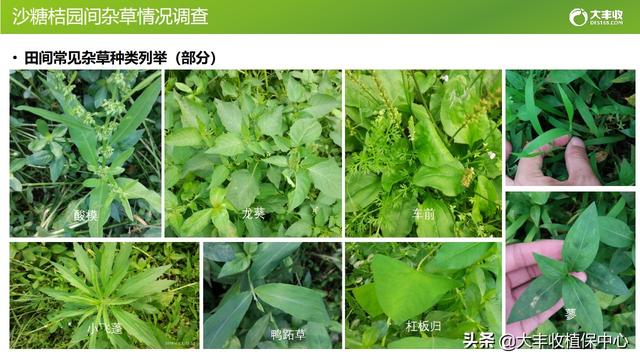 除草剂防效如何增强？做到这10点，恶性杂草也能轻松打死