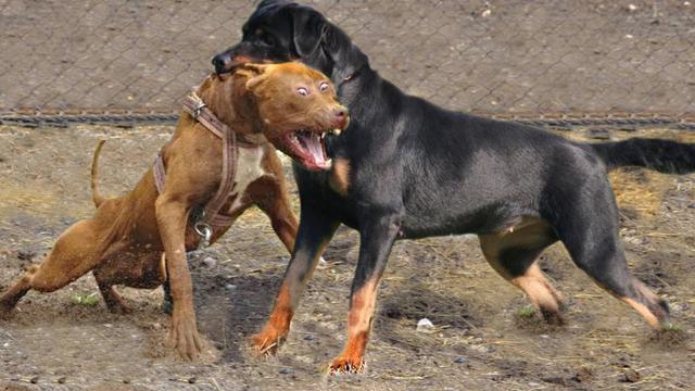 比特犬斗狗视频