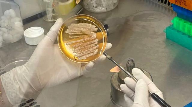 追赶欧美，打破国外垄断，实现全球首创！四川这2项技术斩获国家级大奖！