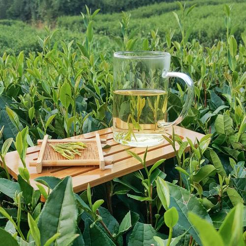 你不知道的茶知识（喝茶时间表）