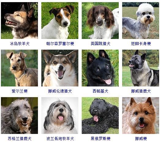 犬 犬（犬儒主义） 动物