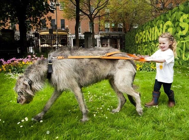 大型犬图片 大型犬图片（超大型犬图片） 动物