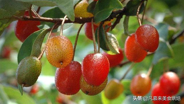 水果有哪些 水果有哪些（水果有哪些形状） 生活