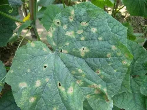 西葫芦炭疽病它的发病[病因作用于机体使疾病发生以后,疾病便作为一个