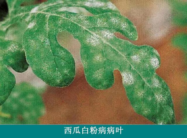 西瓜种植技术｜西瓜白粉病症状及防治措施