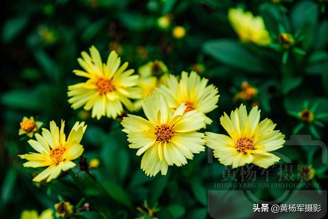 发现金鸡菊绚烂怒放的美 淡雅迷人 金黄多姿的菊科花卉很漂亮 太阳信息网