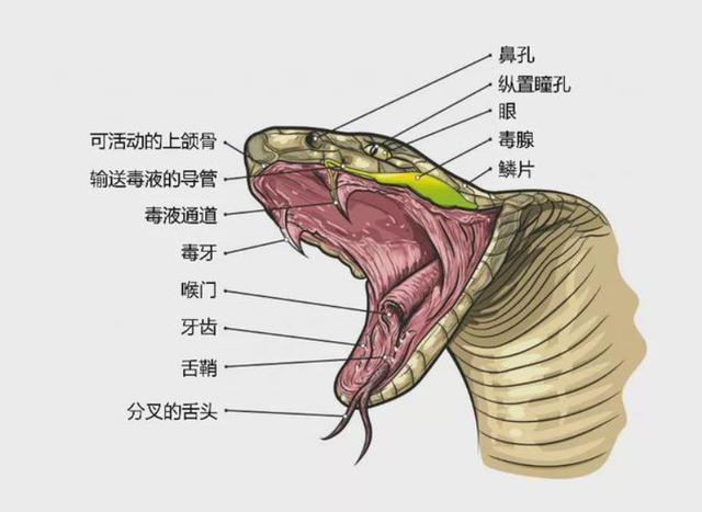 蛇能杀吗