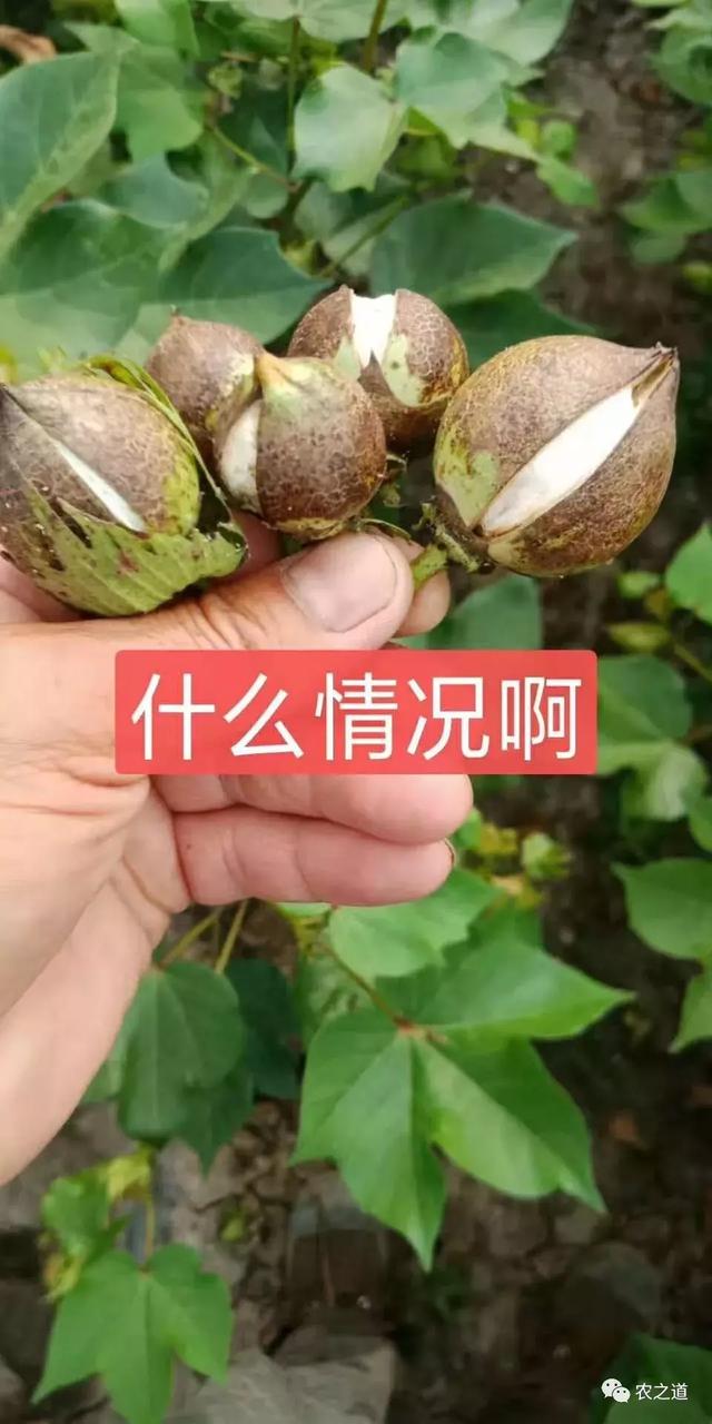 「棉花栽培」还记得棉花花里的蓟马吗，难打？这些方法你试了么3