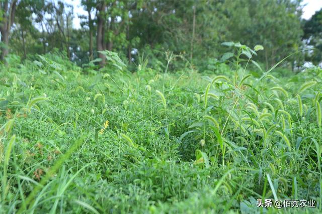 菊花田杂草危害大，掌握3个技巧，解决农村种植户除草难题4