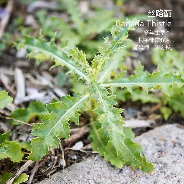 西瓜栽培技术之五：西瓜田杂草化学防除技术（附常见杂草高清图）19