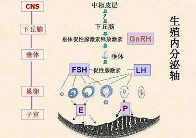 lh代表什么意思