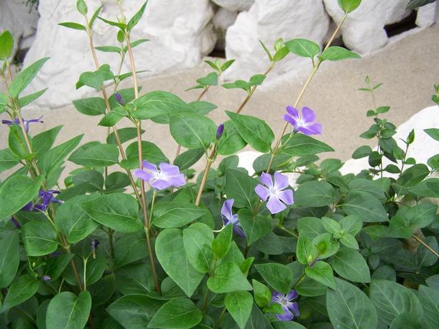 花卉种类