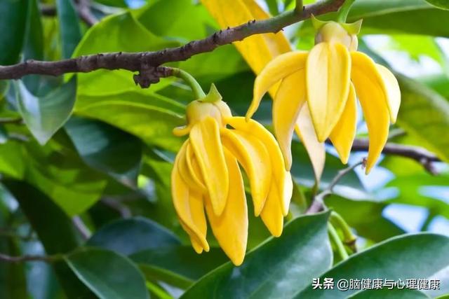 薰衣草精油排行榜