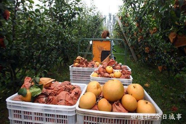 山东高唐一村民种出巨型梨，单个重量达3斤，亩效益突破两万元3