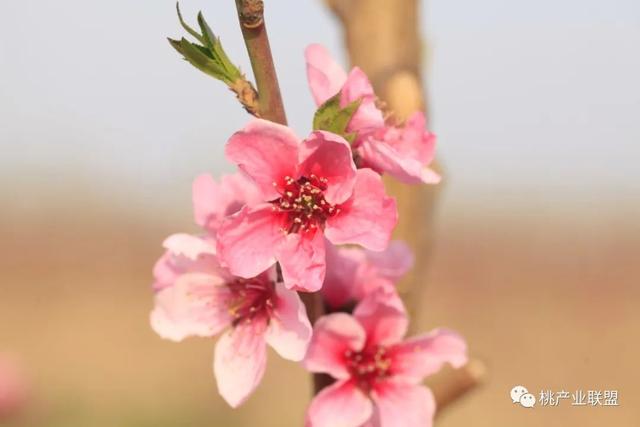 桃树四月活计多，病虫害防治要当先！2