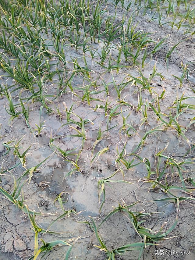 为什么大蒜苗会受到小麦除草剂的危害呢？受到危害后该如何救治呢
