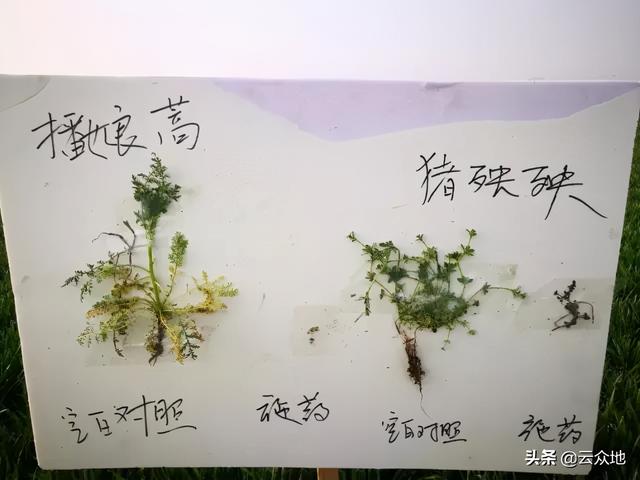 麦田除草剂氟吡酰草胺与吡氟酰草胺有区别吗？有，除草时合理选用3