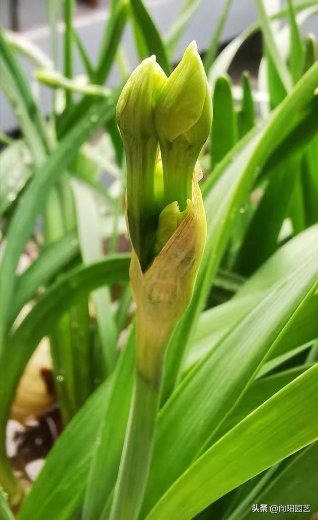 水仙花开完花以后怎么处理