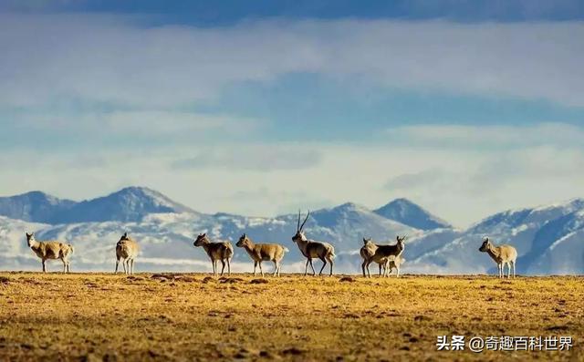 我国的自然保护区