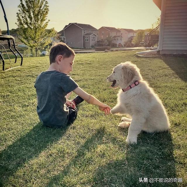 金毛寻回犬电影