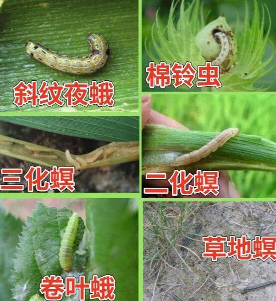 阿维菌素这么用，虫害不再是问题，解决虫害才能调高产量2