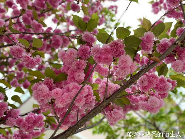 花草图片大全