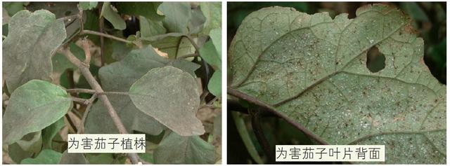 温室白粉虱——温室大棚蔬菜种植常见害虫之一，附农药杀虫方法4
