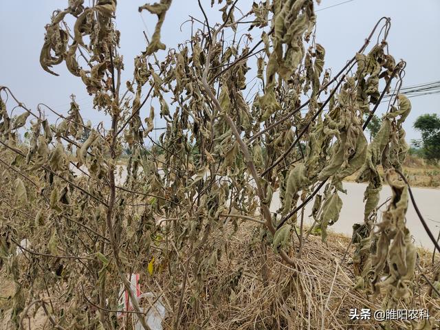 使用草甘膦，注意做好这几点，死草速度更快除草更干净4