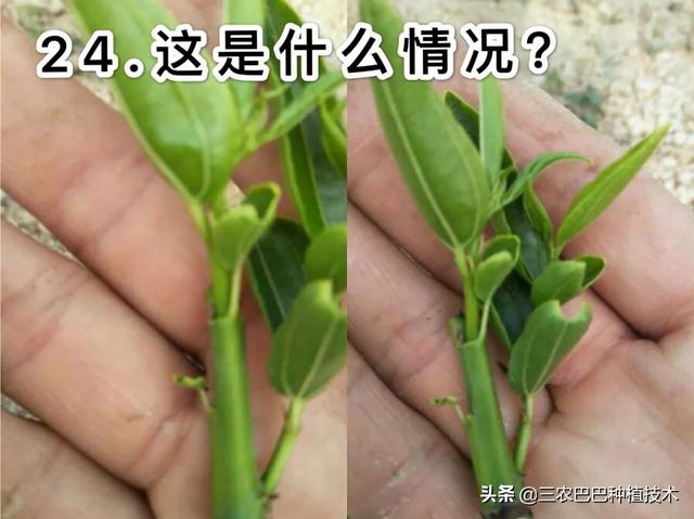 冷棚冬枣二膜蕾有点小，打了一次蕾果保，下次打啥药生蕾壮蕾？2