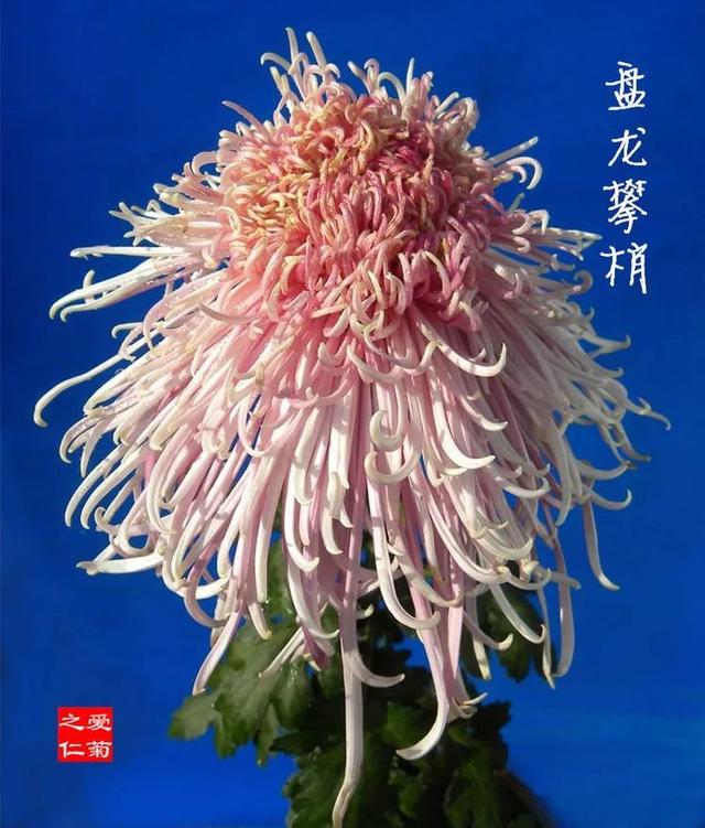 菊花的颜色