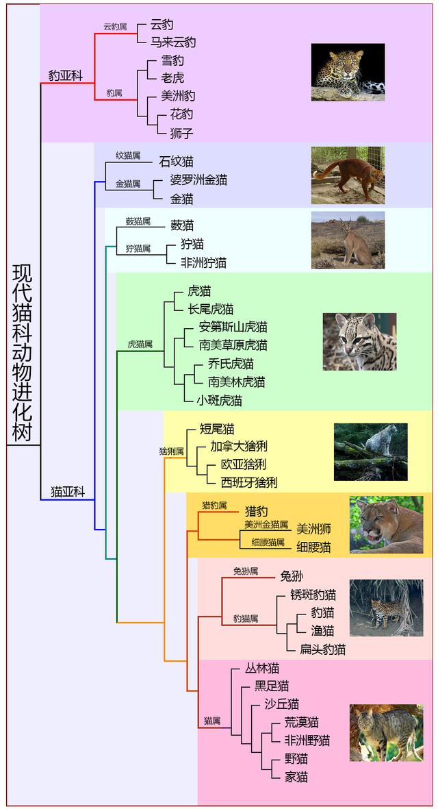 猎豹亚科