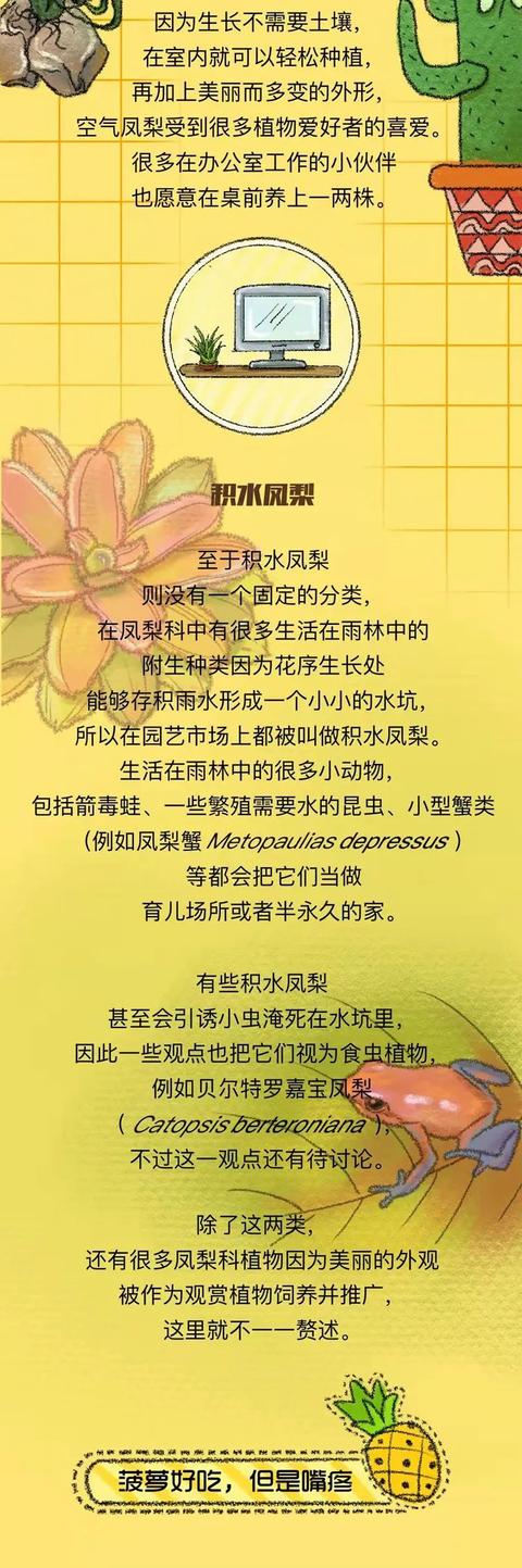 凤梨是什么水果