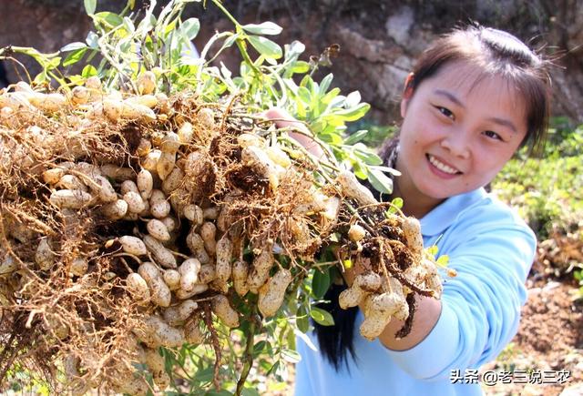 一个办法，解决白菜，番茄，小麦，花生**害虫危害问题，效果好3