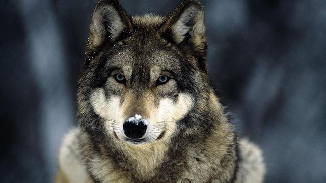 高加索猎狼犬图片图片