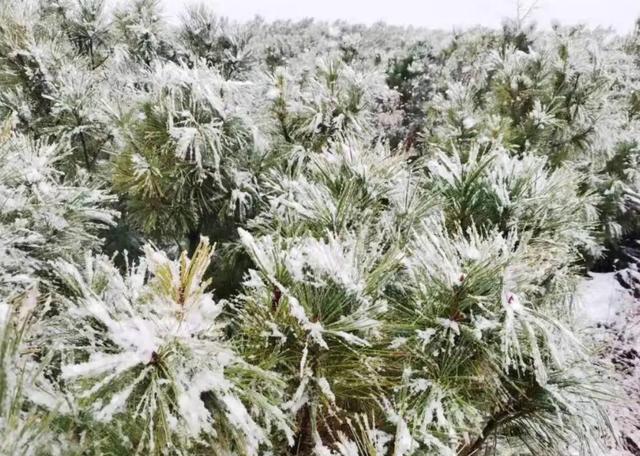 南方大范围35度以上！东北却下雪，拉尼娜重现率增大，要来冷冬？