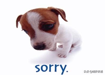 apologize是什么意思