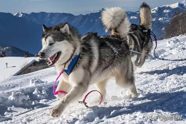 阿拉斯加雪橇犬