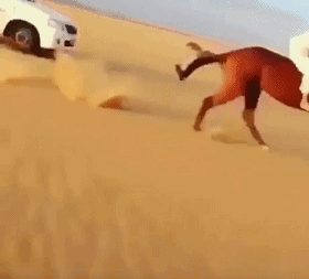 爆笑的动图GIF：你的男朋友正在痴痴地看着你