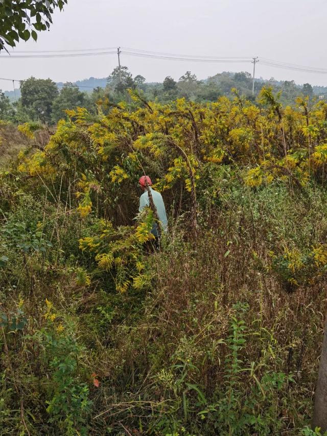 黄莺草